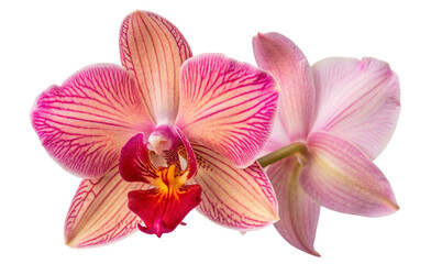 Beautiful pink orchid flower macro photography floral design nature wallpaper background stock photo free use