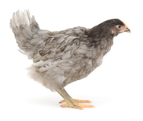 Grey hen isolated.