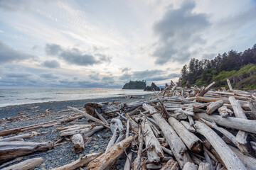 Pacific Ocean coast near Olympic National Park