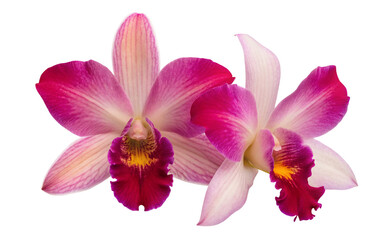 Fototapeta premium Beautiful pink orchid flower photography for floral design and nature art projects and botanical prints use
