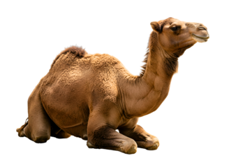 Dromedary camel sitting isolated on transparent background