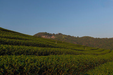 Tea tree leaves field young tender bud herbal green tea tree