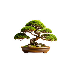Elegant small Japanese bonsai tree in a white pot, isolated on a white background, showcasing its delicate foliage and natural growth