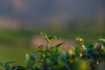 Tea tree leaves field young tender bud herbal green tea tree