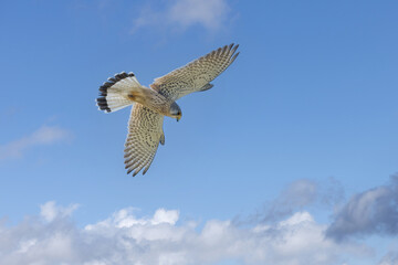 kestrel hunting against blue sky