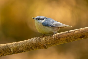 nuthatch on a branch with warm background
