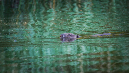 beaver swims across the river