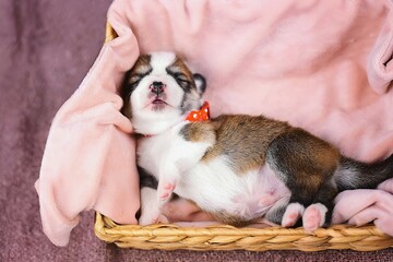 Newborn Pembroke Welsh Corgi puppy sleeping