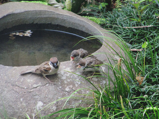 雀（Passer montanus）の親子／お母さんに食べ物をねだって鳴く二羽の赤ちゃん