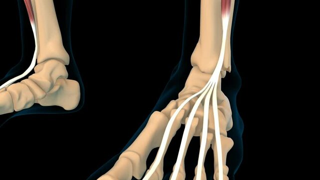 Extensor digitorum longus muscle anatomy for medical concept 3D rendering