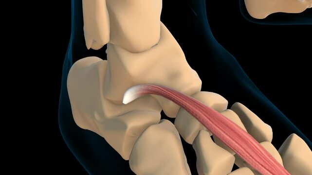 Extensor hallucis brevis muscle anatomy for medical concept 3D rendering