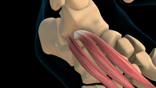 Extensor digitorum brevis muscle anatomy for medical concept 3D rendering
