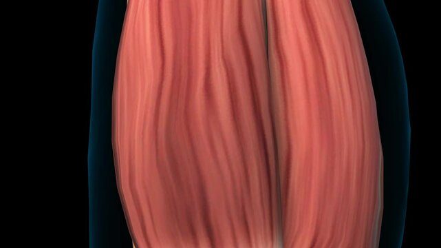 Gastrocnemius muscle anatomy for medical concept 3D rendering