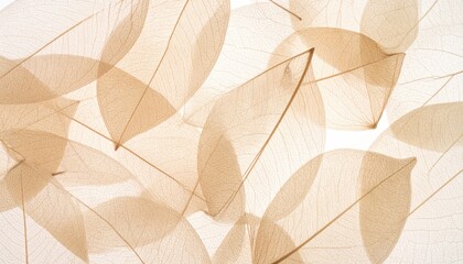  Delicate interconnected leaf veins with soft tan color against bright backdrop