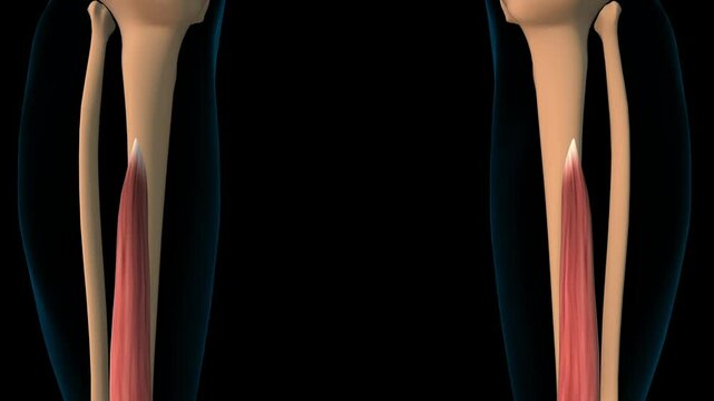 Flexor digitorum longus muscle anatomy for medical concept 3D rendering