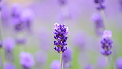 Obraz premium Delicate lavender bloom standing tall in a field of soft purple hues serenity