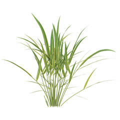 Vibrant green grass on a white background