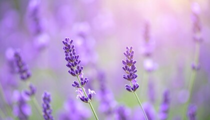 Obraz premium Delicate lavender blooms in a soft, dreamlike focus creating a calming floral scene
