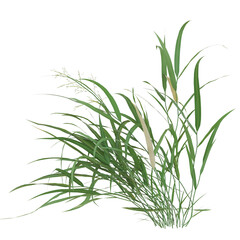 Lush green reed stems on a white background
