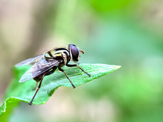 Close up of Flies in the leaves
