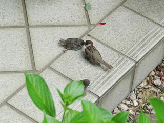 雀（Passer montanus）の親子／けがをした赤ちゃんに食べ物を運ぶお母さん