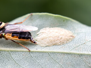 Close up of fly eggs, house fly lays eggs in the leaves