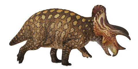 Fototapeta premium Triceratops dinosaur model on white background.