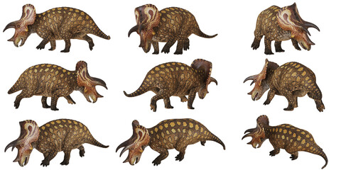 Collection of Styracosaurus dinosaur models