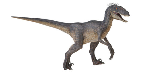 Fototapeta premium Realistic velociraptor dinosaur on white background.