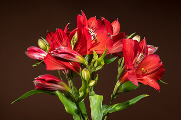 Radiant Red Alstroemeria Flowers on a Warm Brown Background