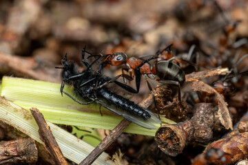 Red Wood Ant - Formica rufa, common popular forest insect from Euroasian forests and woodlands, Zlin, Czech Republic.
