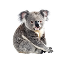 Naklejka premium Koala isolated on transparent background.