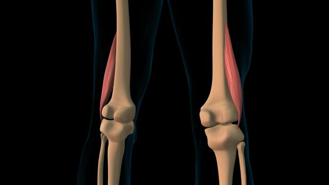 Bicep femoris muscle short anatomy for medical concept 3D rendering
