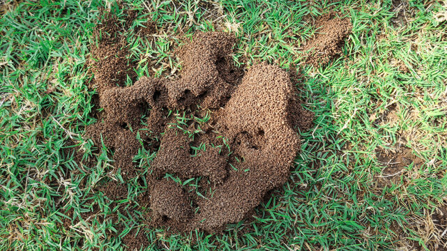 Ant house on ground grass. Ant hill or Ant colony nest made by digging mud from ground on a green grass lawn garden