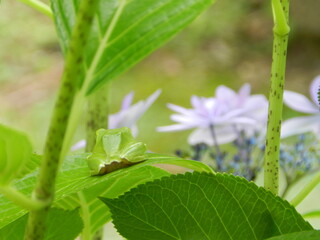 カエルとアジサイの花