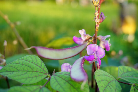 Bonavist bean dolichos bean with purple flowers blooming on tree  in the field in the morning.