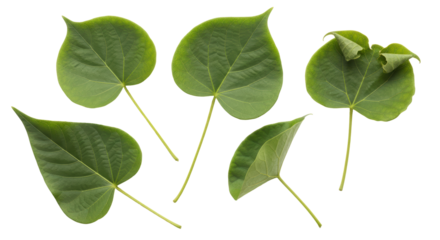 Isolated Group of Five Green Heart Shaped Leaves
