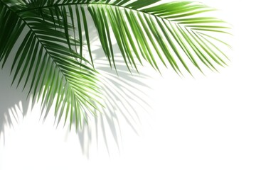 Palm leaves and shadows on a white background