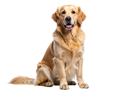 Golden Retriever Sitting Calmly and Staring Forward, Studio Pet Portrait on White. 