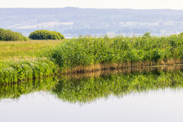 Water reflections by a river bend in the summer