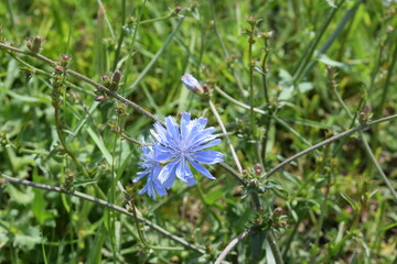 beautiful flowers in the garden
