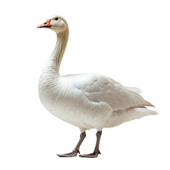 Obraz premium Snow Goose isolated on transparent background.