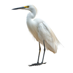 Obraz premium Snowy Egret isolated on transparent background.