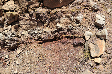 Vegetation and bush roots among the broken, cracked stones in the desert