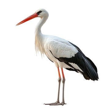Stork isolated on transparent background.