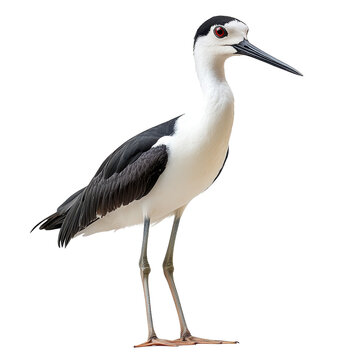 Stilt isolated on transparent background.