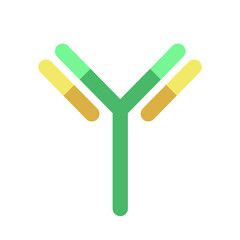 immunoglobulin antibody structure schematic icon. Adaptive immune response illustration. Vector 