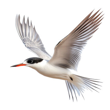 Tern isolated on transparent background.