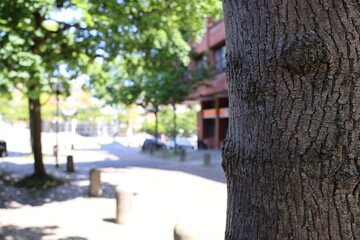 Tree Trunk with Urban Street Background