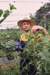 Farmer picking fresh blueberries on a farm.